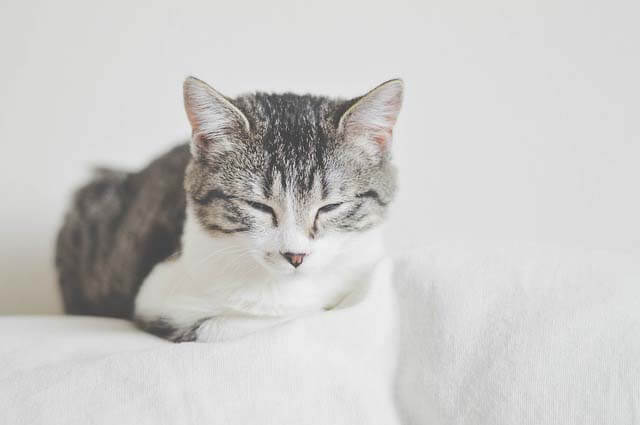 猫からトキソプラズマに感染する条件とは？どういう対策が必要なの？