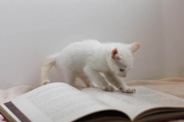 猫 勉強