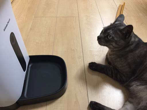 猫がご飯を待つ